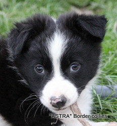 Black and white Female, medium coated, border collie puppy